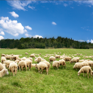 獸藥殘留檢測服務(wù)